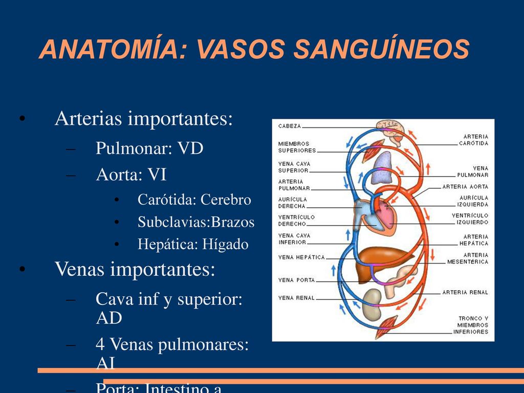 Anatomía del vaso sanguíneo del hígado